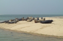 [Seals viewed during a boat trip.]